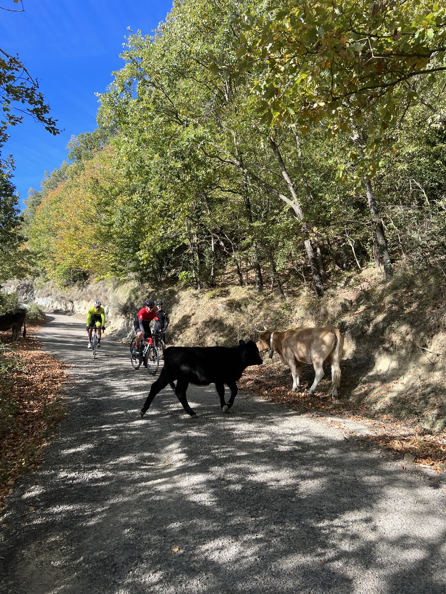 Sortida grupal T-Bikes Xperience